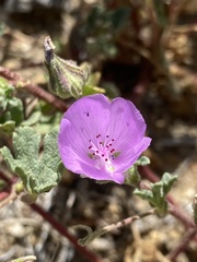 Eremalche parryi kernensis