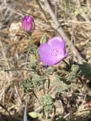 Eremalche parryi kernensis