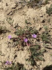 Eremalche parryi kernensis