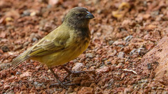 Camarhynchus parvulus