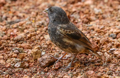 Platyspiza crassirostris