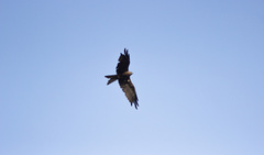 Milvus migrans