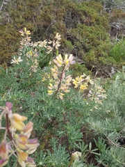 Lupinus variicolor