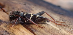 Neoclytus conjunctus