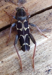 Neoclytus conjunctus