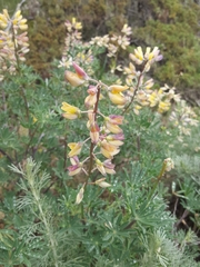 Lupinus variicolor