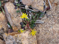 Senecio leucanthemifolius