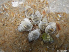 Nassarius iodes