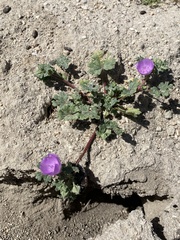 Eremalche parryi kernensis