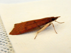 Uresiphita ornithopteralis