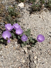 Eremalche parryi kernensis