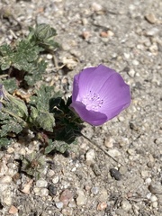 Eremalche parryi kernensis