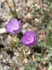 Eremalche parryi kernensis