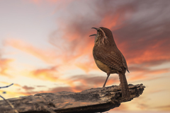 Carolina Wren photo 5