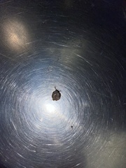 Amblyomma americanum