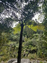 Cyathea cunninghamii