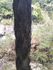 Cyathea cunninghamii