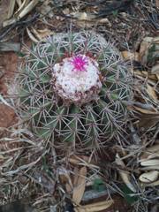 Melocactus curvispinus