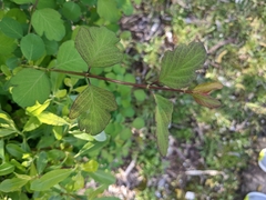 Symphoricarpos albus