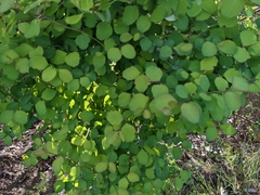Symphoricarpos albus