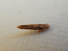 Pyroderces falcatella