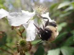 Bombus impatiens image