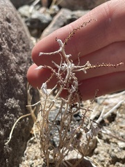 Stillingia linearifolia