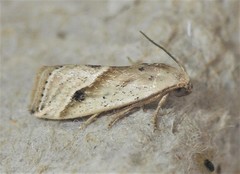 Micrathetis tecnion