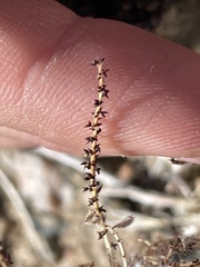 Stillingia linearifolia