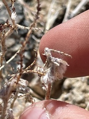 Stillingia linearifolia