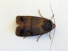 Proteuxoa restituta