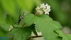 Sphedanolestes impressicollis