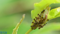 Pristomyrmex punctatus
