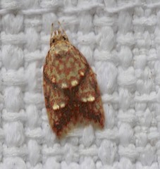 Lophopepla igniferella
