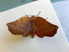 Parepisparis multicolora