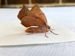 Parepisparis multicolora