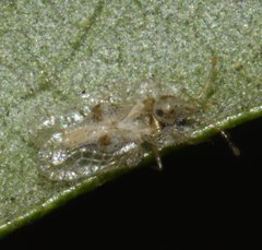 Corythucha floridana