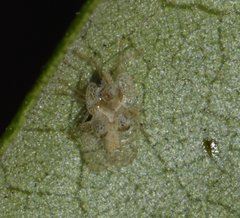 Corythucha floridana