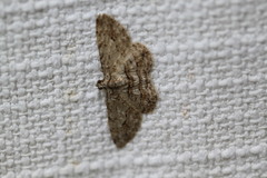 Didymoctenia exsuperata