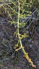 Adolphia californica