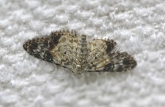 Araeopteron epiphracta