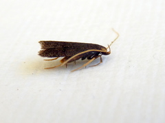 Lecithocera micromela