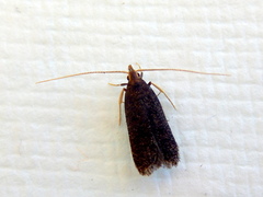 Lecithocera micromela