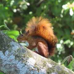 Sciurus spadiceus