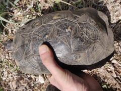 Testudo marginata