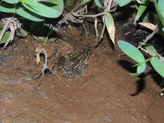 Leptodactylus luctator