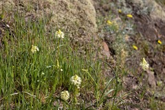 Toxicoscordion venenosum venenosum