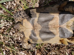 Testudo marginata