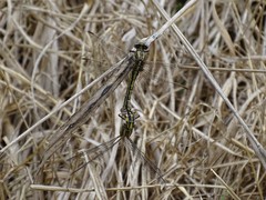 Phanogomphus oklahomensis