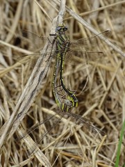 Phanogomphus oklahomensis